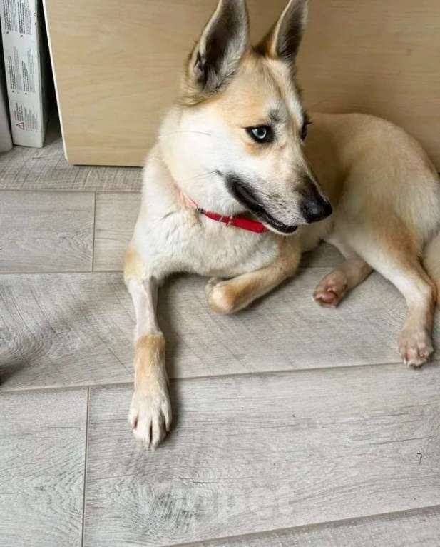 Собаки в других городах Московской области: Собака в добрые руки Девочка, Бесплатно - фото 2