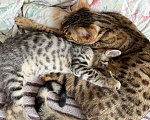 Кошки в Калуге: Кошечка (2 месяца) ищет дом Девочка, Бесплатно - фото 2