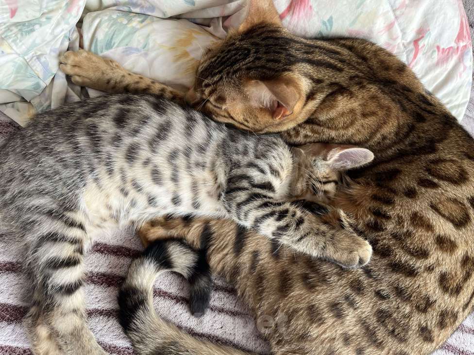 Кошки в Калуге: Кошечка (2 месяца) ищет дом Девочка, Бесплатно - фото 2