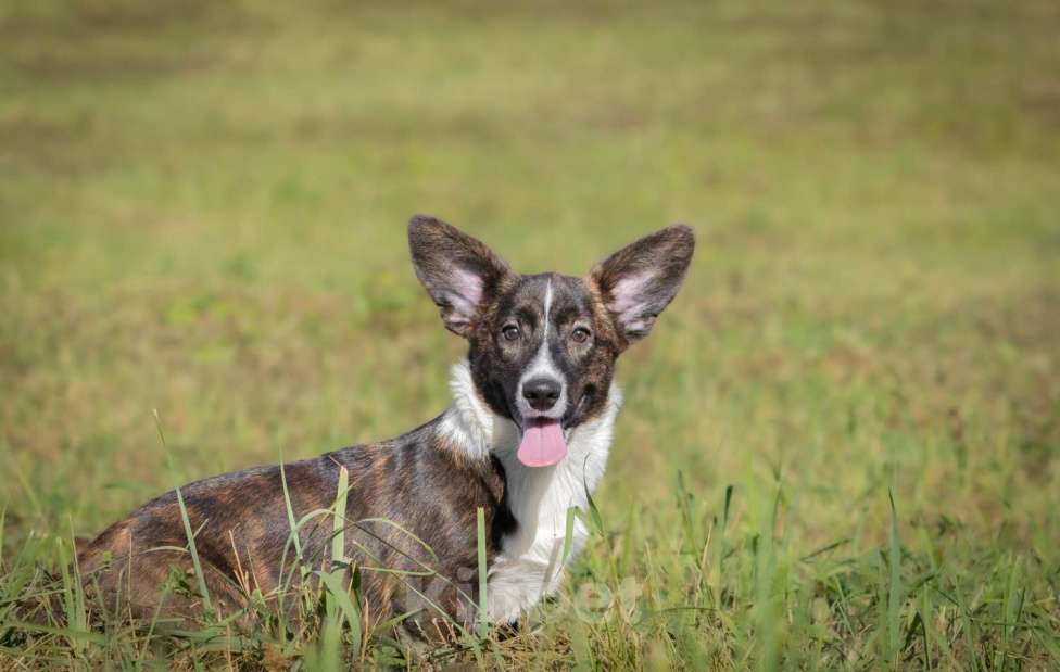 Собаки в других городах Московской области: Янита  Девочка, 30 000 руб. - фото 4