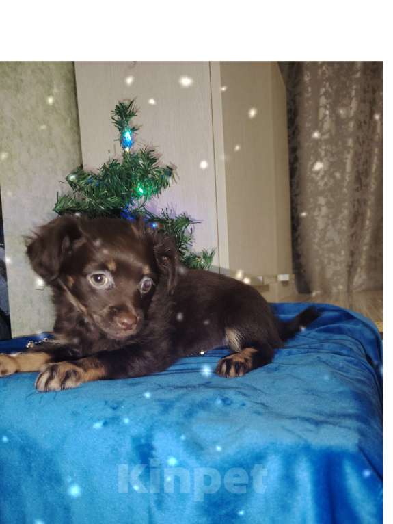 Собаки в Самаре: Продаётся последняя прекрасная девочка русского тоя, шоколадно подпалого окраса. Возраст 2 месяца Девочка, 12 000 руб. - фото 1