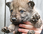 Собаки в Рязани: Щенок мальчик волчьей собаки Мальчик, 100 000 руб. - фото 4