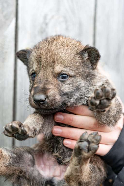 Собаки в Рязани: Щенок мальчик волчьей собаки Мальчик, 100 000 руб. - фото 4