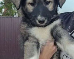 Собаки в других городах Московской области: Доча ищет дом  Девочка, Бесплатно - фото 1