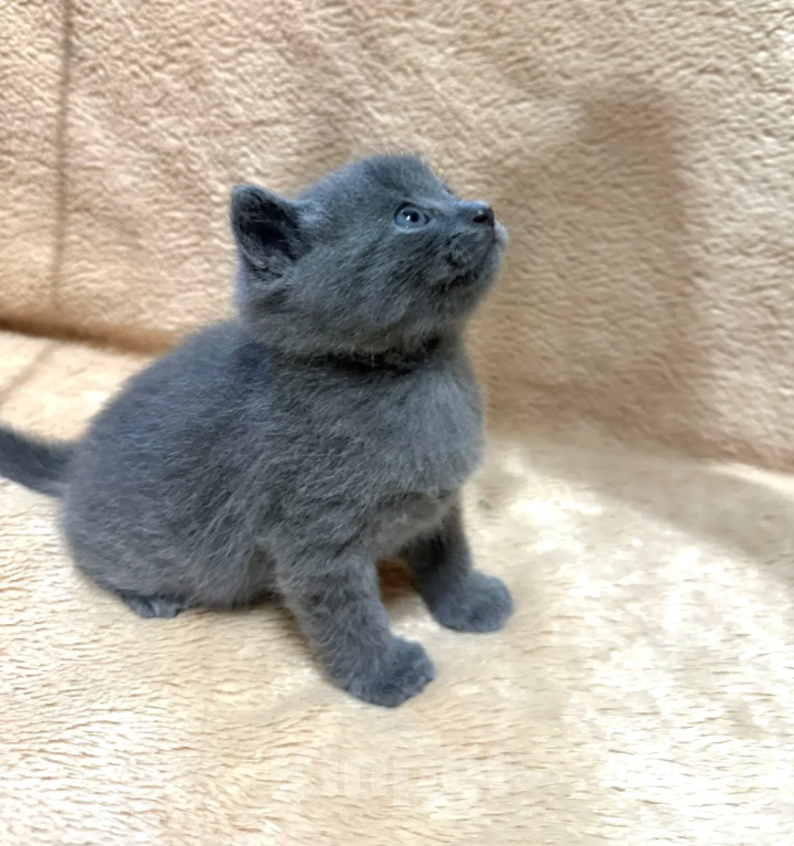 Кошки в Волгограде: Британский короткошёрстный котёнок Мальчик, 5 000 руб. - фото 1