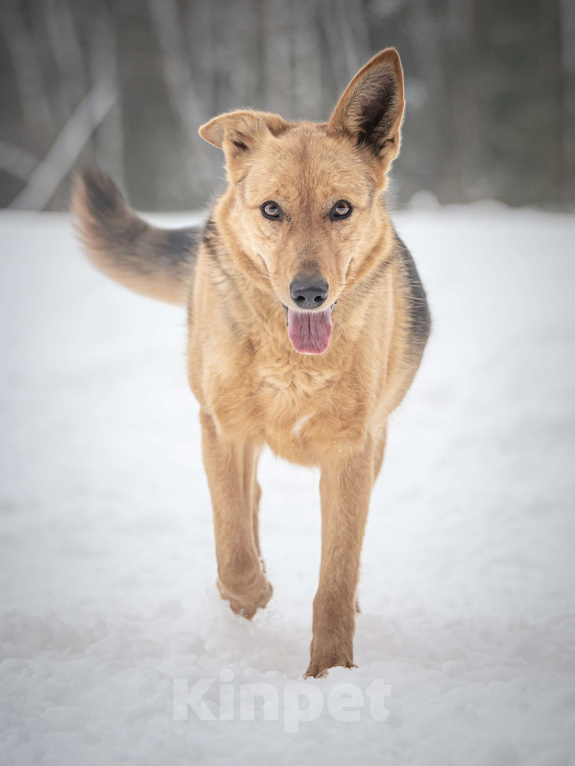 Собаки в Клине: Санни — солнечная собачка Девочка, Бесплатно - фото 3