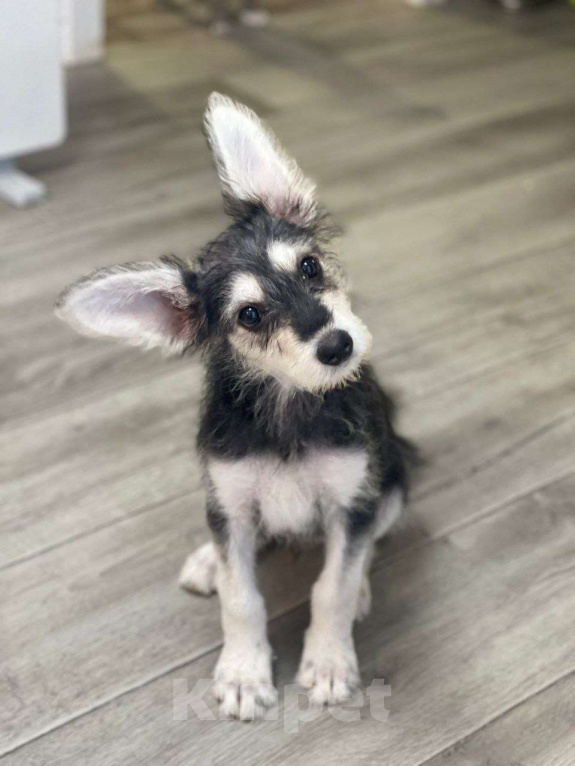 Собаки в Москве: Щенок-девочка, 3 месяца Девочка, Бесплатно - фото 8