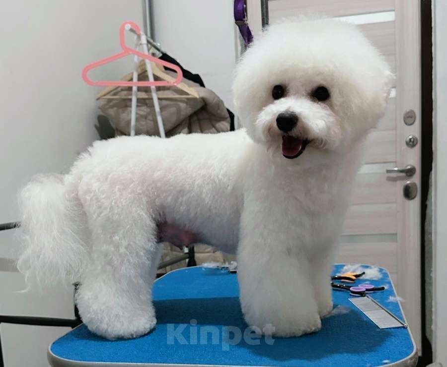 Собаки в Пушкино: Амилия Девочка, 75 000 руб. - фото 4