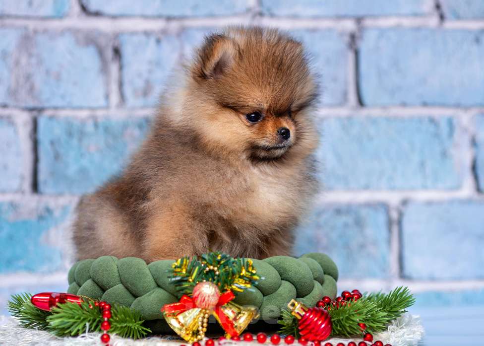 Собаки в Ульяновске: Пуни Девочка, 80 000 руб. - фото 1