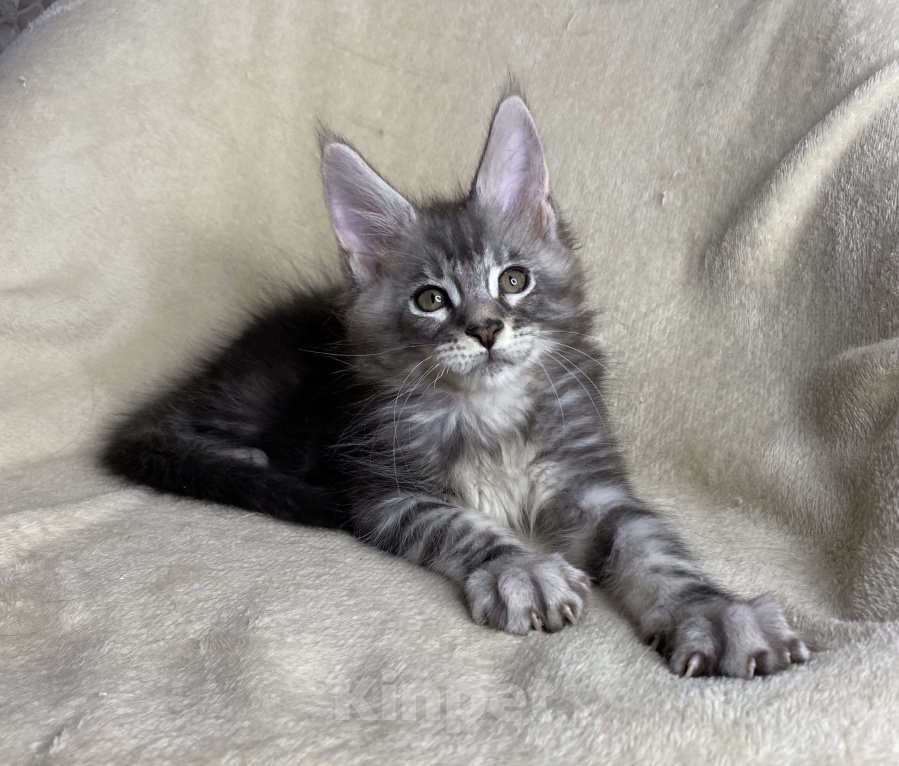 Кошки в Дмитрове: Черный серебристый мраморный мальчик Xavier Мальчик, 40 000 руб. - фото 1