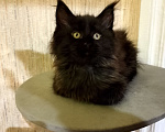 Кошки в Майкопе: Девочка полидакт в шикарной чёрной шубке Девочка, 50 000 руб. - фото 2