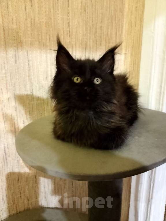Кошки в Майкопе: Девочка полидакт в шикарной чёрной шубке Девочка, 50 000 руб. - фото 2