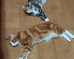 Кошки в Чебоксарах: Курильский бобтейл, котик Мальчик, Бесплатно - фото 9