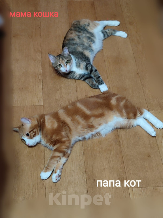 Кошки в Чебоксарах: Курильский бобтейл, котик Мальчик, Бесплатно - фото 9