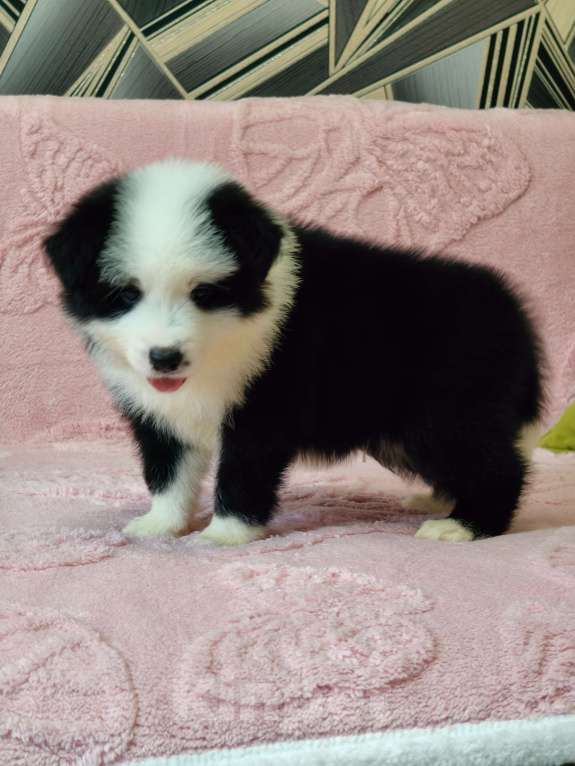 Собаки в других городах Приморского края: Малыш бордер колли Мальчик, Бесплатно - фото 4