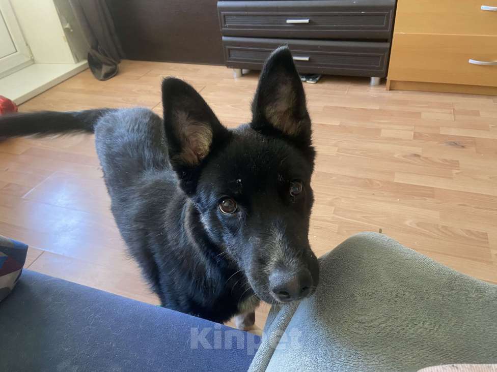 Собаки в других городах Московской области: Отдам в добрый руки Мальчик, Бесплатно - фото 2