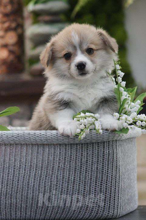 Собаки в других городах Краснодарского края: Пьер Дебург Эминский щенок корги Мальчик, 70 000 руб. - фото 3