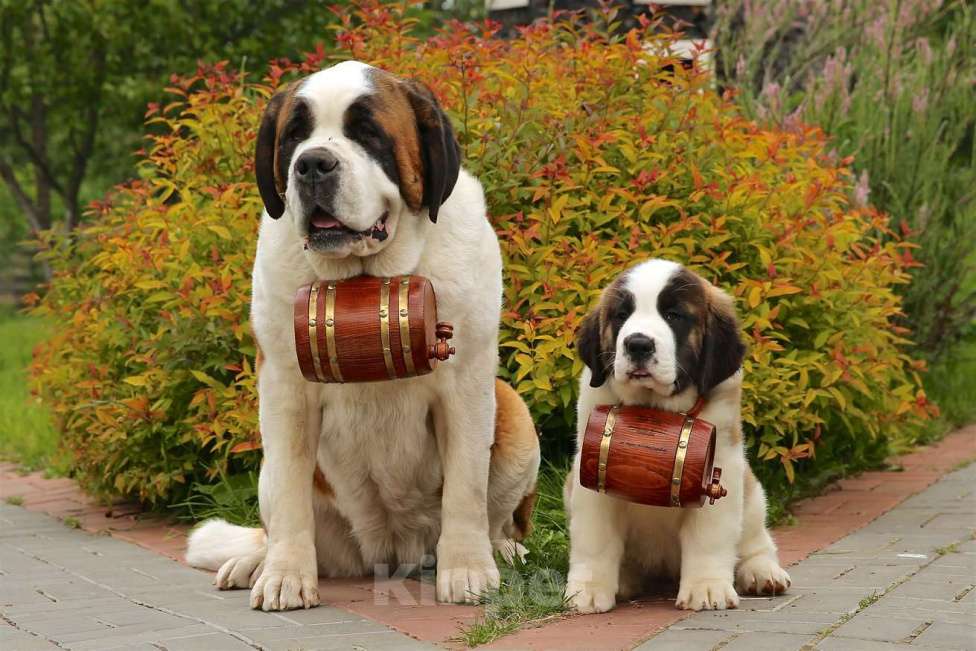 Собаки в Костроме: Щенки СЕНБЕРНАРА (Великан, Компаньон, Няня, Строж) Мальчик, Бесплатно - фото 6