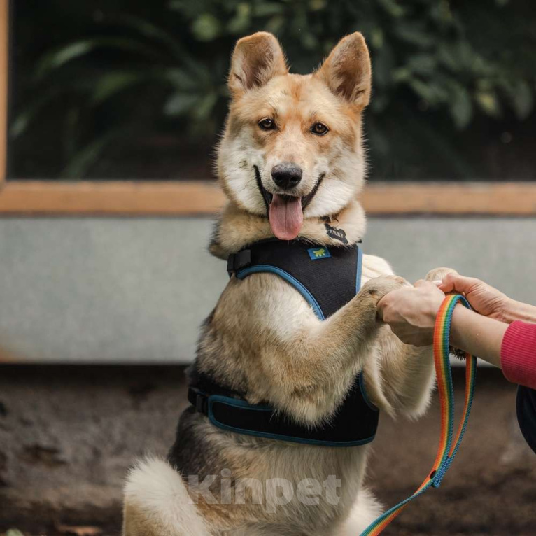 Собаки в Москве: Лилу Девочка, Бесплатно - фото 2