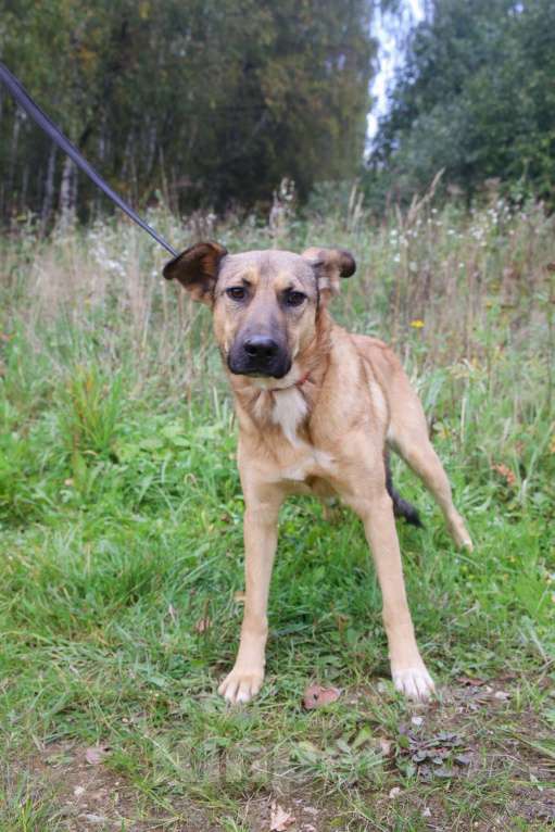 Собаки в Москве: Яся Девочка, Бесплатно - фото 29