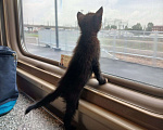 Кошки в Санкт-Петербурге: Двуликий котенок ищет дом Девочка, Бесплатно - фото 4