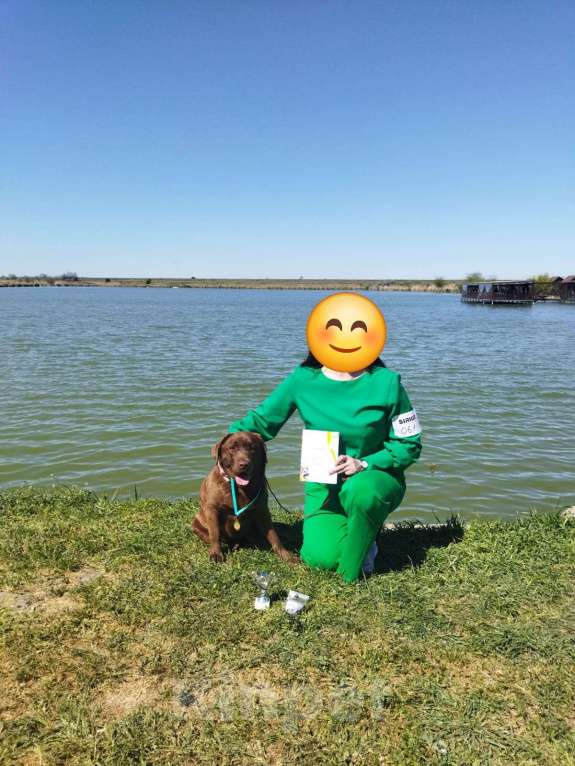 Собаки в других городах Крыма: Щенки лабрадора-ретривера Мальчик, 35 000 руб. - фото 9