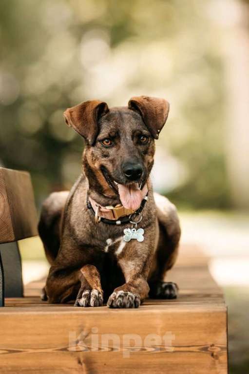 Собаки в Москве: Стася ищет дом — и сердце, в котором она снова будет нужной. Девочка, Бесплатно - фото 2