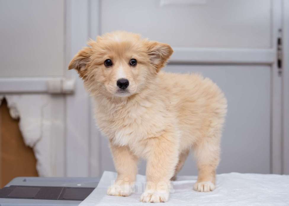 Собаки в Москве: Щенок-мальчик в добрые руки Мальчик, Бесплатно - фото 1