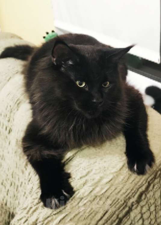 Кошки в Москве: Мейн-Кун мальчик Мальчик, Бесплатно - фото 3