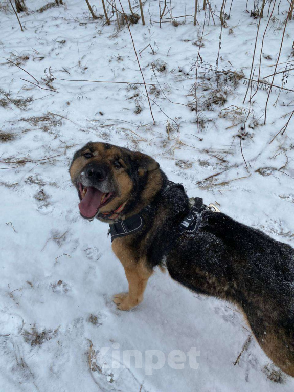 Собаки в Москве: Большой не значит смелый Мальчик, Бесплатно - фото 5