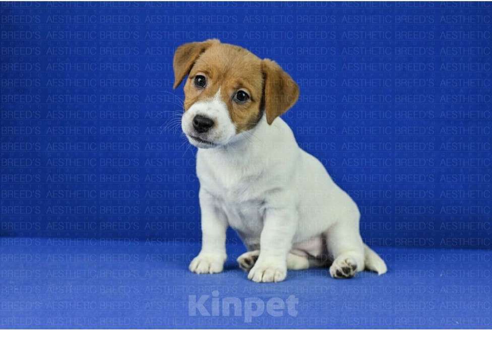 Собаки в Воронеже: Джек рассел Девочка, 40 000 руб. - фото 3