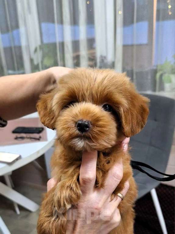 Собаки в Новосибирске: Щенки пуделя, мальтипу Разнополые, Бесплатно - фото 7