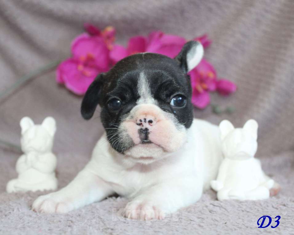 Собаки в Брянске: Французский бульдог щенки Мальчик, 30 000 руб. - фото 3