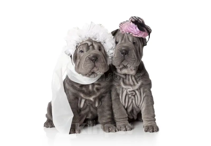 Собаки в Москве: Щенки шарпея из рук Заслуженного Заводчика РКФ Девочка, Бесплатно - фото 2