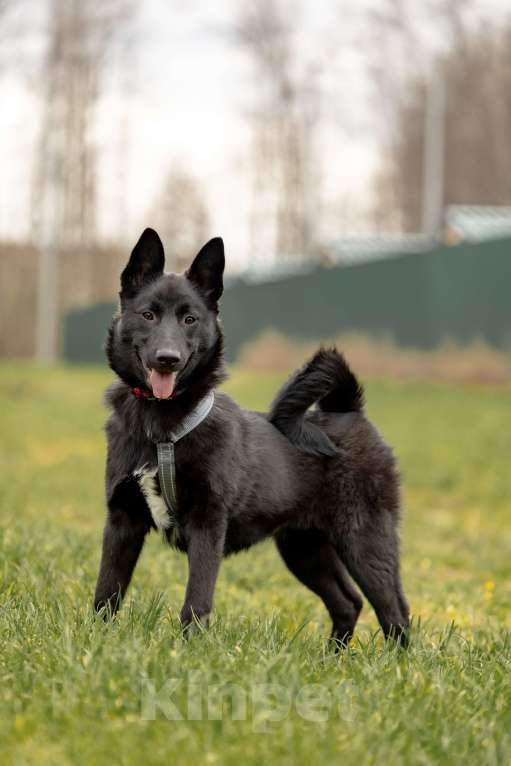 Собаки в Москве: Мята щенок девочка ищет дом Девочка, Бесплатно - фото 2