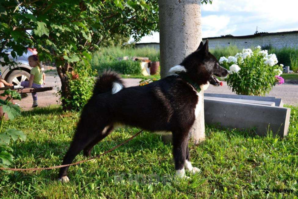 Собаки в Уфе: Щенки Русско-европейская лайка Девочка, Бесплатно - фото 4
