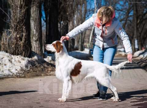 Собаки в Туле: Ирландский красно-белый сеттер  Мальчик, Бесплатно - фото 1