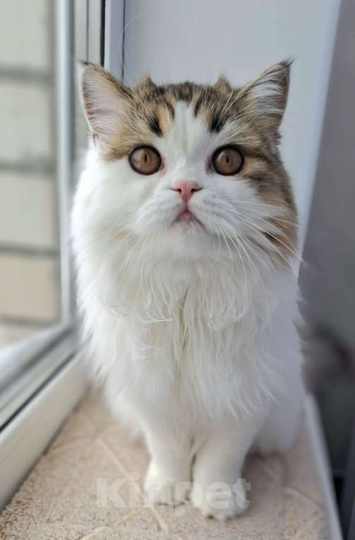 Кошки в Ярославле: Шотландская длинношерстная девочка Девочка, 15 000 руб. - фото 3