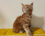 Кошки в Санкт-Петербурге: Котенок мейн кун из питомника 🍀 Девочка, 85 000 руб. - фото 1