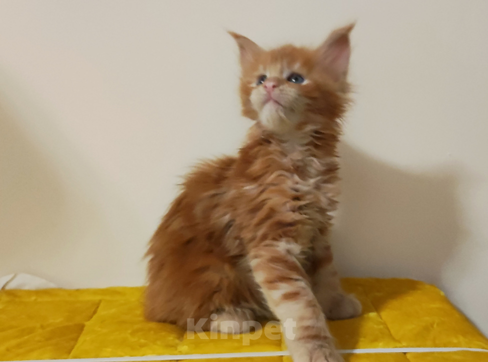 Кошки в Санкт-Петербурге: Котенок мейн кун из питомника 🍀 Девочка, 85 000 руб. - фото 1