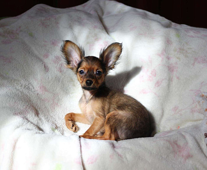 Продается Русский той щенок