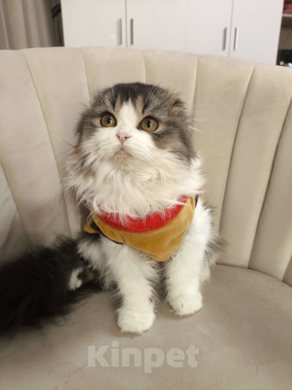 Кошки в Новосибирске: Шотландские котята  Мальчик, 50 000 руб. - фото 9