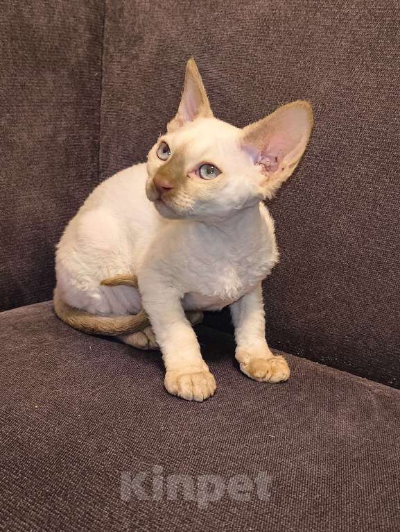 Кошки в Санкт-Петербурге: Котенок девон-рекс  Девочка, 30 000 руб. - фото 3
