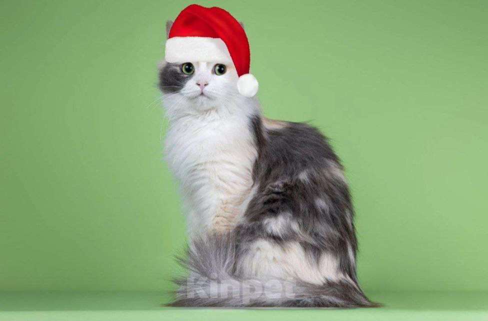 Кошки в Москве: Мадонна ищет семью Девочка, 50 руб. - фото 3