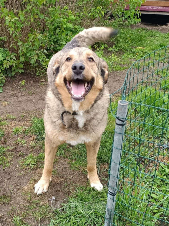 Собаки в Москве: Барни ищет семью,2 года,Привит Мальчик, Бесплатно - фото 5