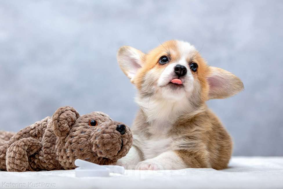 Собаки в Москве: Щенки вельш корги пемброк Мальчик, 55 000 руб. - фото 10