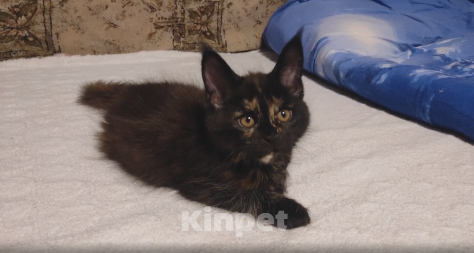 Кошки в Сургуте: Котёнок породы Мейн-кун с метрикой и вет. паспортом Девочка, 15 000 руб. - фото 6