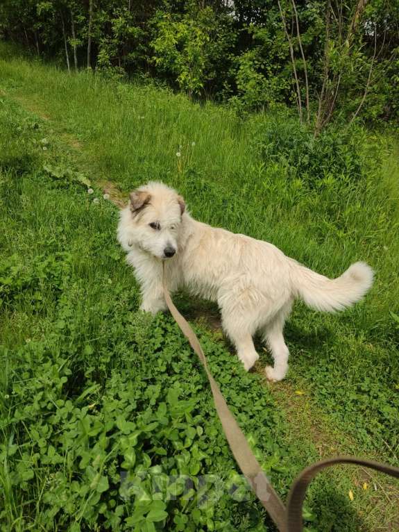 Собаки в Москве: В добрые руки Мальчик, Бесплатно - фото 4