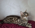 Кошки в Москве: Бенгальский котик  Мальчик, 1 000 руб. - фото 1
