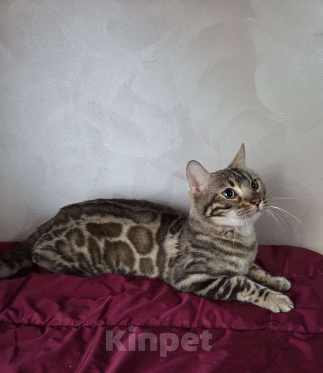 Кошки в Москве: Бенгальский котик  Мальчик, 1 000 руб. - фото 1